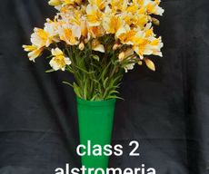 Ex 2 Alstroemeria 