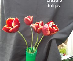🥈 Class 3 Ex 3 Tulips