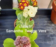 Class 11 Ex 4 'Samantha' 'Twiggy' 'Vera'
