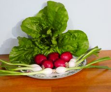 🥈 2nd  Ex 14 Webbs Wonderful Lettuce, Whit Albion Spring Onion, Roos