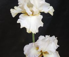 Class34 Ex9 Bearded iris (second flowering)